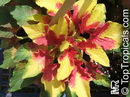 Amaranthus Tricolor